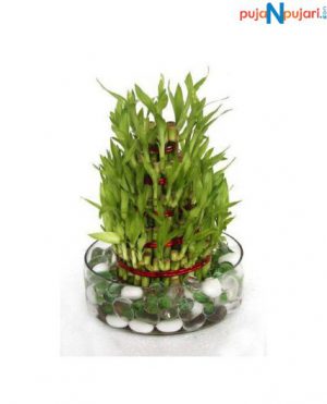 5 Layer Lucky Bamboo Plant