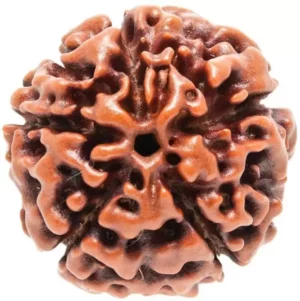 5-mukhi-cert-chain-royall-copper-original-imafu6pywfpr8csc