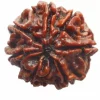 7 Mukhi Rudraksh With Certificate Wood Pendant