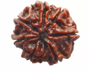 7 Mukhi Rudraksh With Certificate Wood Pendant