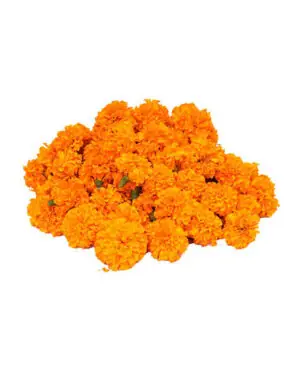 Loose Marigold orange Flower